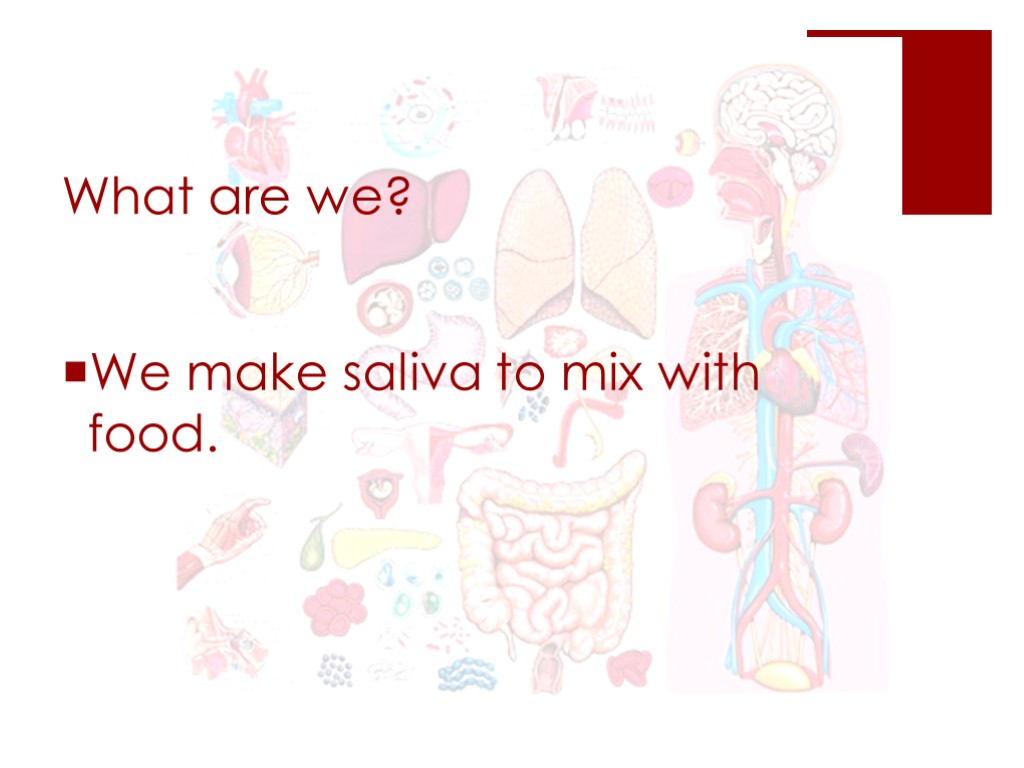 What are we? We make saliva to mix with food.